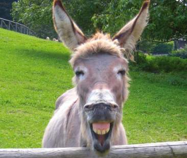 Siciliani con le orecchie da somaro