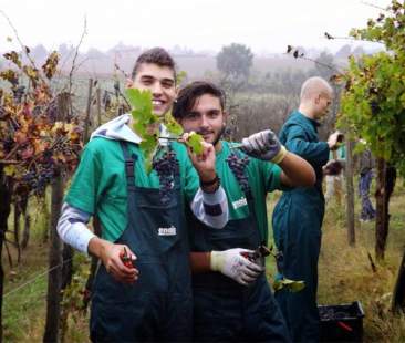 Il vino, motore di sviluppo per l’economia Il vino, motore di sviluppo per l’economia