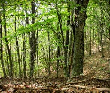 Sicilia, bando da 30 milioni di euro per imboschimenti e forestazioni