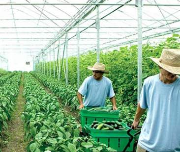 Psr 2014-20: 25 milioni di euro per un’agricoltura “innovativa”