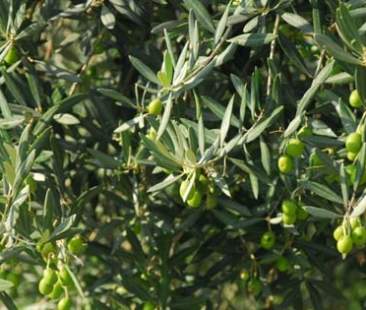 Grande fioritura di ulivi, attesa ottima produzione per il 2017