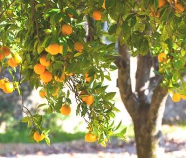 Urgente stringere accordi di filiera per il distretto degli agrumi Sicilia