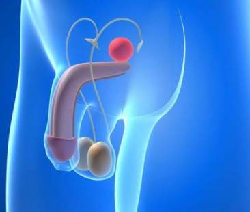 L’EcocolorDoppler testicolare per tenere sotto controllo il varicocele