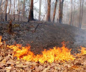 Filiera del legno, la Sicilia se lo fuma