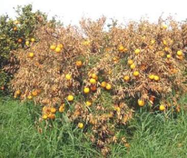 Agrumi, Sicilia ostaggio del virus Tristeza