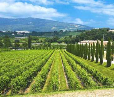 Riconversione vigneti, i tempi si dilatano