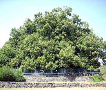 Lotta in Sicilia al cinipide del castagno Lotta in Sicilia al cinipide del castagno