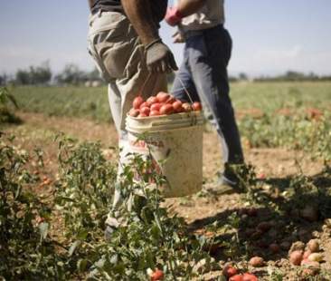 La Sicilia nella morsa del caporalato