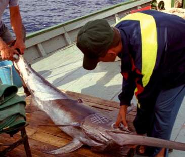Luci ed ombre sulla pesca in Italia Luci ed ombre sulla pesca in Italia