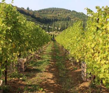 Anche le temperature estreme anticipano la vendemmia 2017