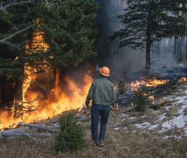 Incendi, Sicilia elefante di carta
