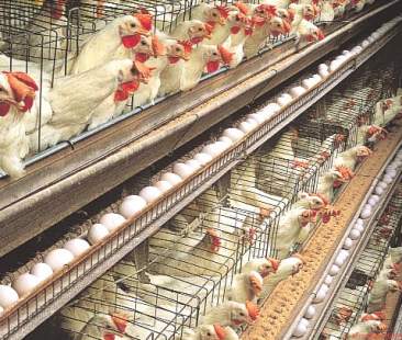 Uova al fipronil, stop a un allevamento nelle Marche