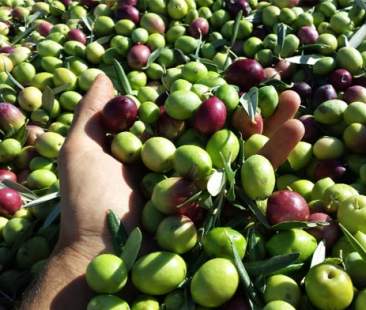 Nuvole nere all’orizzonte per l’olio siciliano