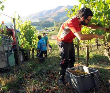 Sicilia sull’onda del bio, prima per coltivazioni