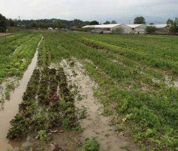 Le polizze assicurative in agricoltura crescono al Nord, in calo al Sud