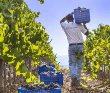 Via libera ai voucher per le raccolte agricole d’autunno