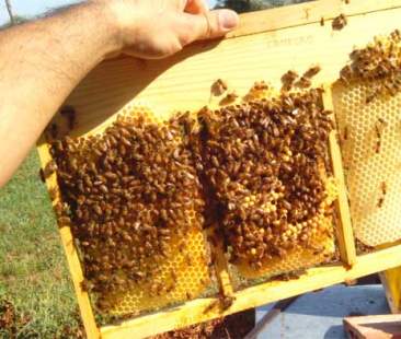 Nasce un’intesa tra i produttori per salvaguardare la vita delle api