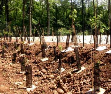 Incendi, ecco i fondi per rimboschire la Sicilia
