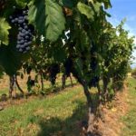 Vino doc, calo dei prezzi: in crisi il settore