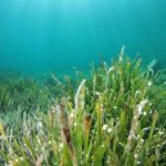 Posidonia da tutelare, a Marettimo arrivano i dissuasori