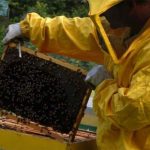 507 mila euro in soccorso dell’apicoltura