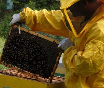 507 mila euro in soccorso dell’apicoltura