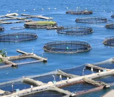 Acquacoltura, Sicilia cenerentola del settore