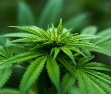 Marijuana. Quanto la conosci? Farmaco, metodo per rilassarsi o droga?