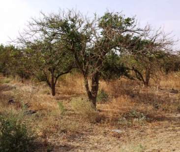 Agricoltura malata, danni da 800 mln