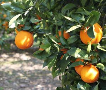 Agrumi: gli imprenditori stanno abbandonando il campo