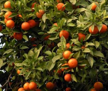 Siccità e Tristeza virus: chiesto intervento per salvare gli agrumi