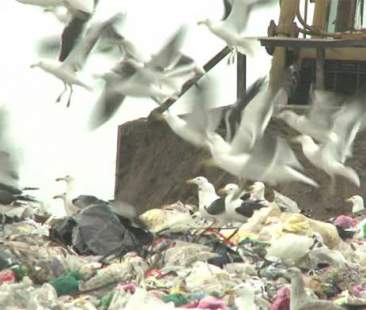 Rifiuti, rischio terza procedura Ue per la Sicilia