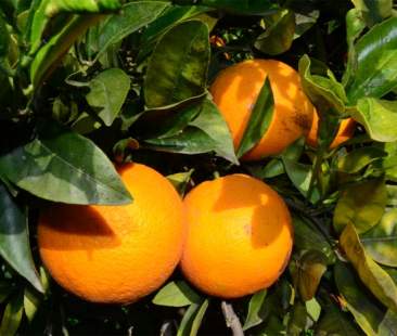 Mipaaf, tavolo per aiuti emergenza agrumi