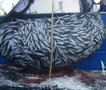 Consumo sano e cresco bene