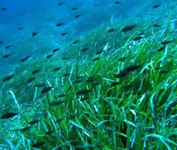 “Scuole blu” e “Aquatic life lab” i progetti educativi firmati Eni