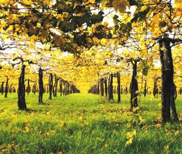 Vigneti siciliani, patrimonio a “rischio”