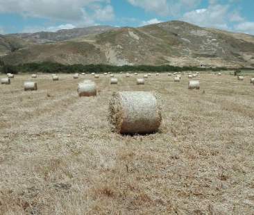 Emergenza siccità per il grano siciliano