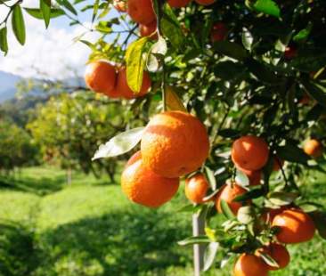 Esperti riuniti per salvare l’agrumicultura isolana Esperti riuniti per salvare l’agrumicultura isolana