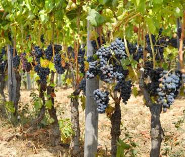 Bando Ocm vino, 1060 progetti approvati e contributi per 42 mln