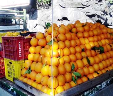 Agrumi e vino di Sicilia, pianificare per fare decollare le esportazioni