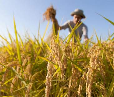 Agricoltura, le linee guida per finanziamenti de minimis