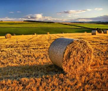 M5s: “Agricoltura soffocata da troppi enti inutili”