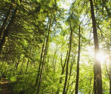 Boschi siciliani, energia in fumo