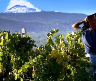 Vino: bei voti sulla pagella della Sicilia
