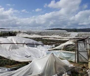 Vento sulla Sicilia: danni alle colture, ferimenti e disagi