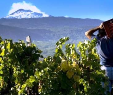 Vinitaly: Consorzio Doc Sicilia,in 7 anni è quarta Doc Italia