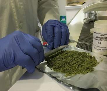 Sanità: Cannabis terapeutica, convegno ad Agrigento