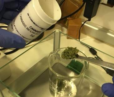 Cannabis medica: Armao annuncia tavolo tecnico-scientifico