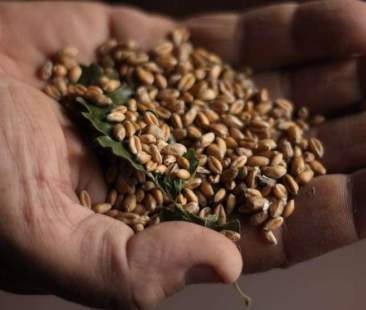 Dal ministero l’ok a 14 grani antichi