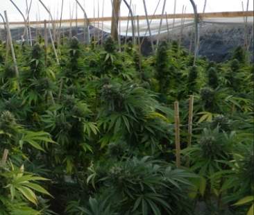 Cannabis: sei tonnellate tra i pomodori delle serre